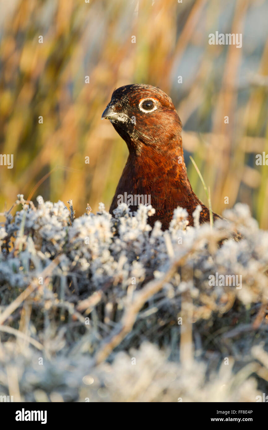 Rosso maschio di gallo cedrone, nome latino Lagopus lagopus scotica, in luce calda, della testa e del collo che mostra sopra coperto di brina heather Novembre Foto Stock