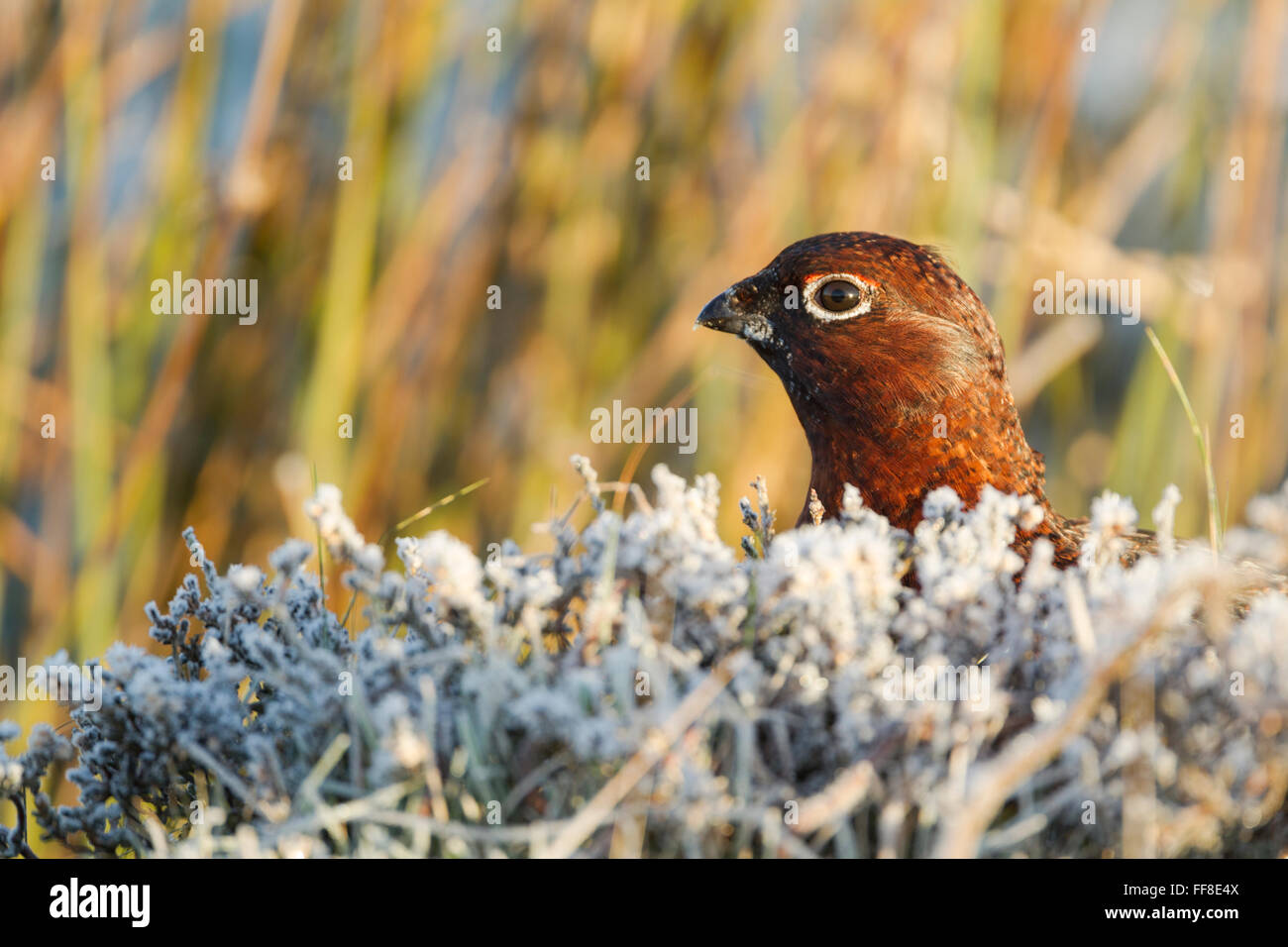 Rosso maschio di gallo cedrone, nome latino Lagopus lagopus scotica, in luce calda, della testa e del collo che mostra sopra coperto di brina heather Novembre Foto Stock