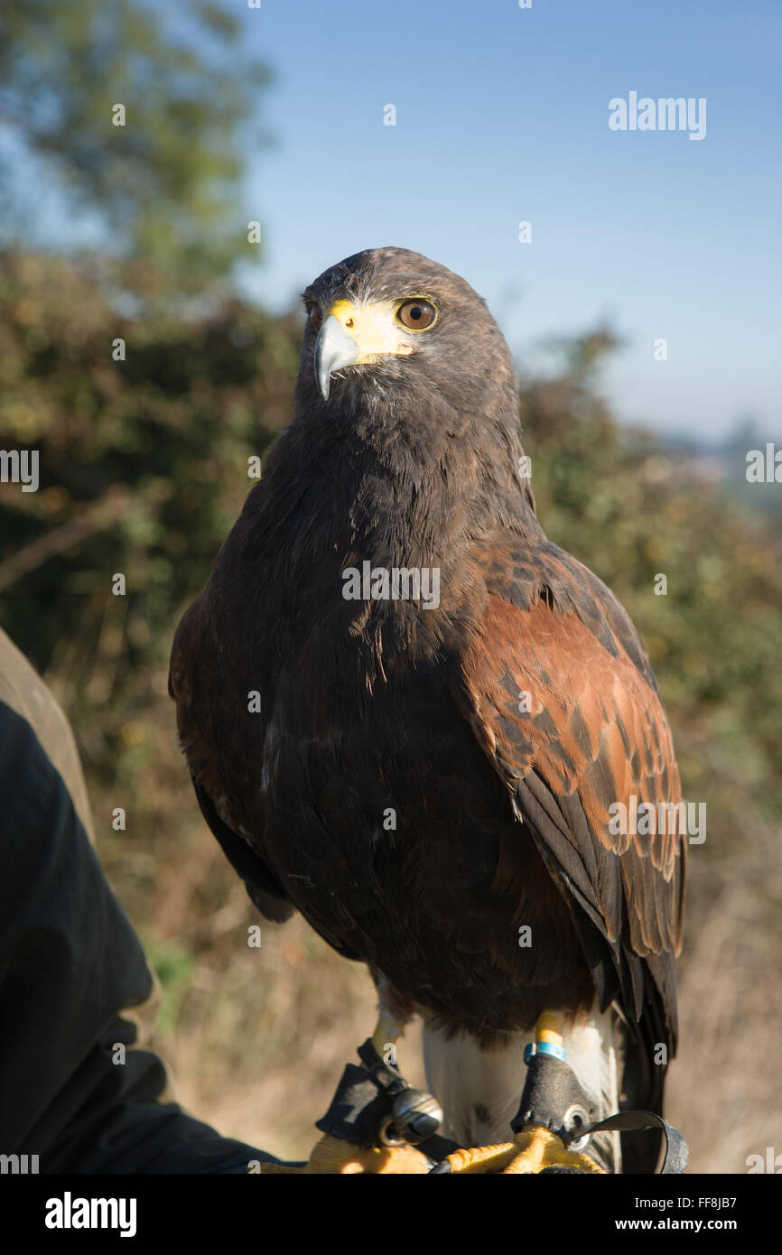 Un Harris hawk un uccello da preda. Molto buona a pigeon bird pest control Foto Stock
