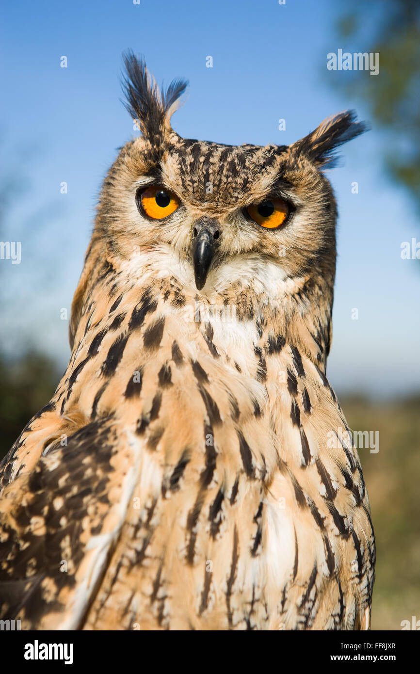 Il Bengala gufo reale Foto Stock