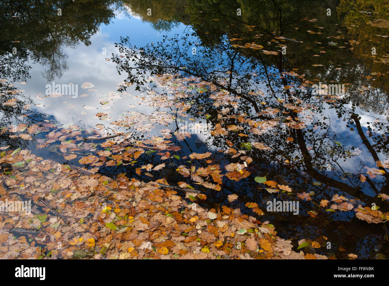 Foglie di autunno e di riflessione nel lago Foto Stock