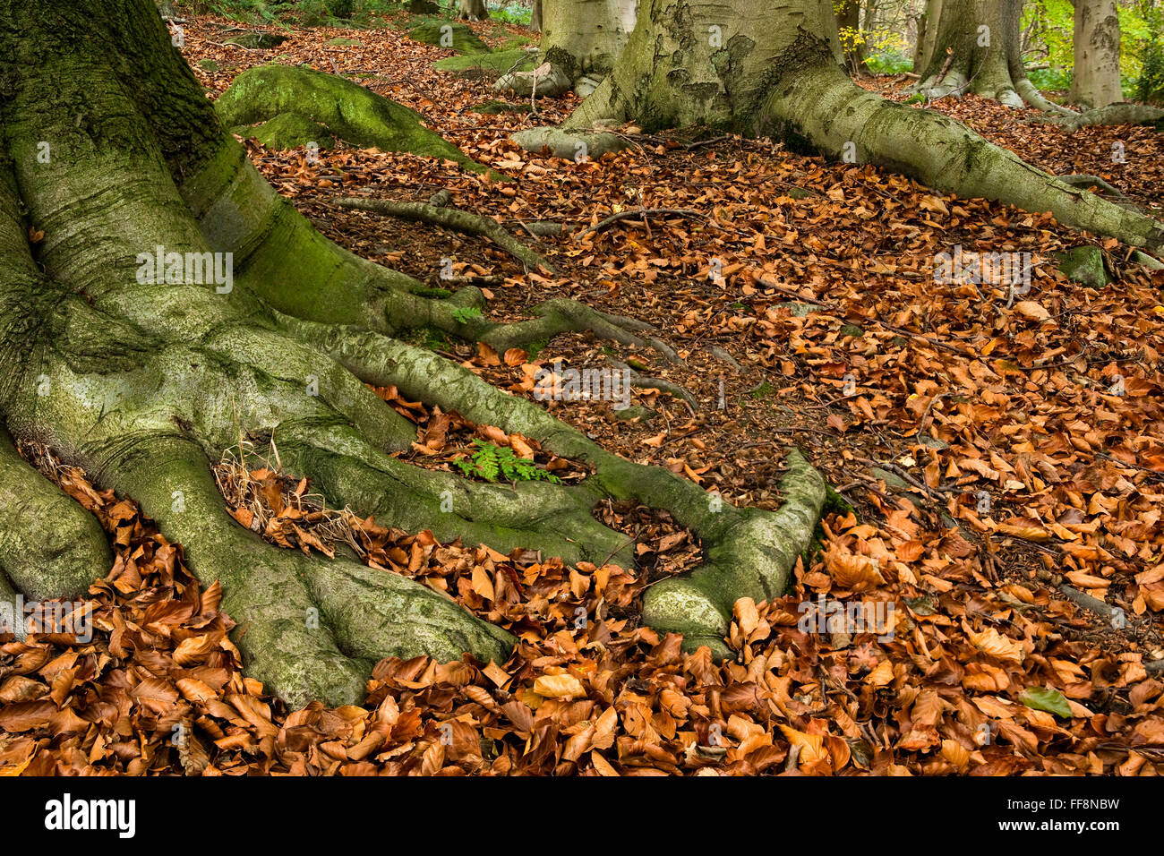 Foglie di autunno intorno a radici di albero Foto Stock