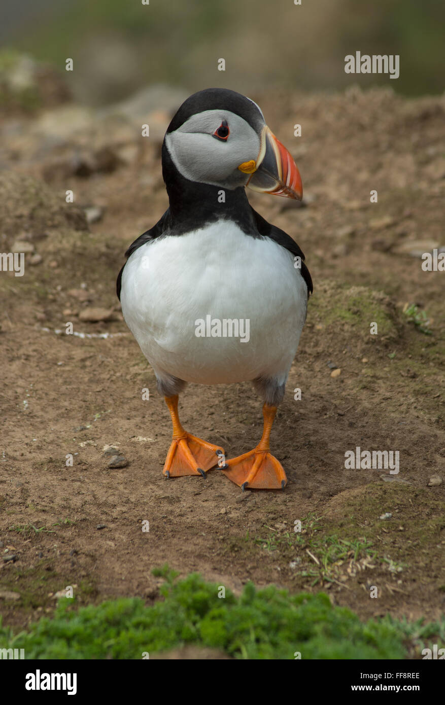 Puffin (Fratercla arctica) sull'isola di Skomer a Pembrokeshire, Galles, Regno Unito, nel mese di maggio Foto Stock