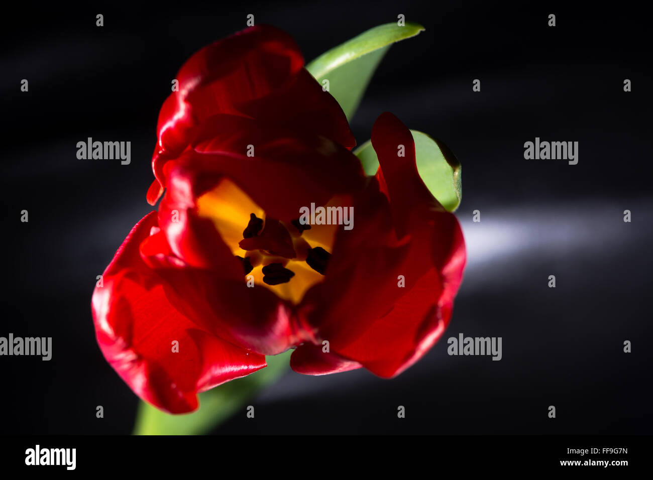 Red tulip fiore con retro illuminazione. Un unico fiore con focus su stami e petali al di fuori della messa a fuoco Foto Stock