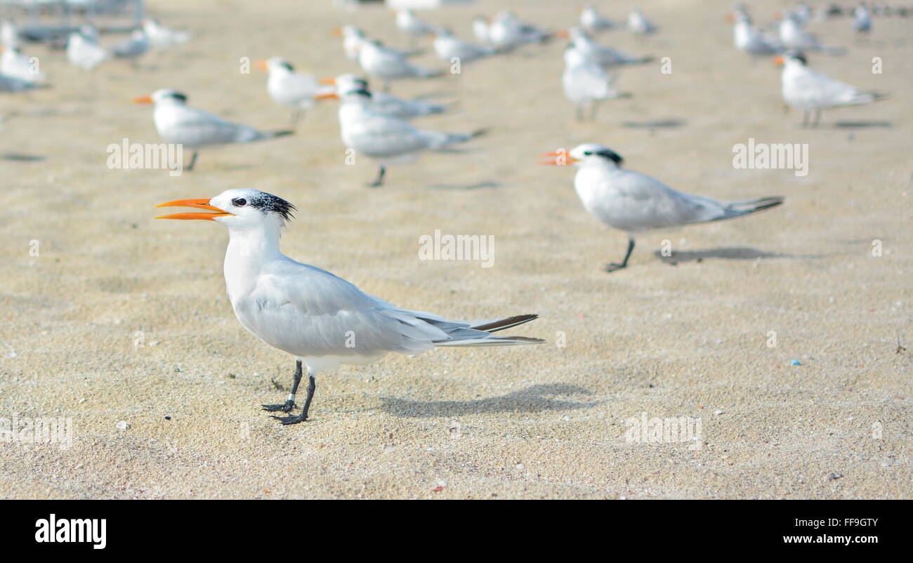 Un sacco di gabbiani sulla spiaggia di Miami Foto Stock