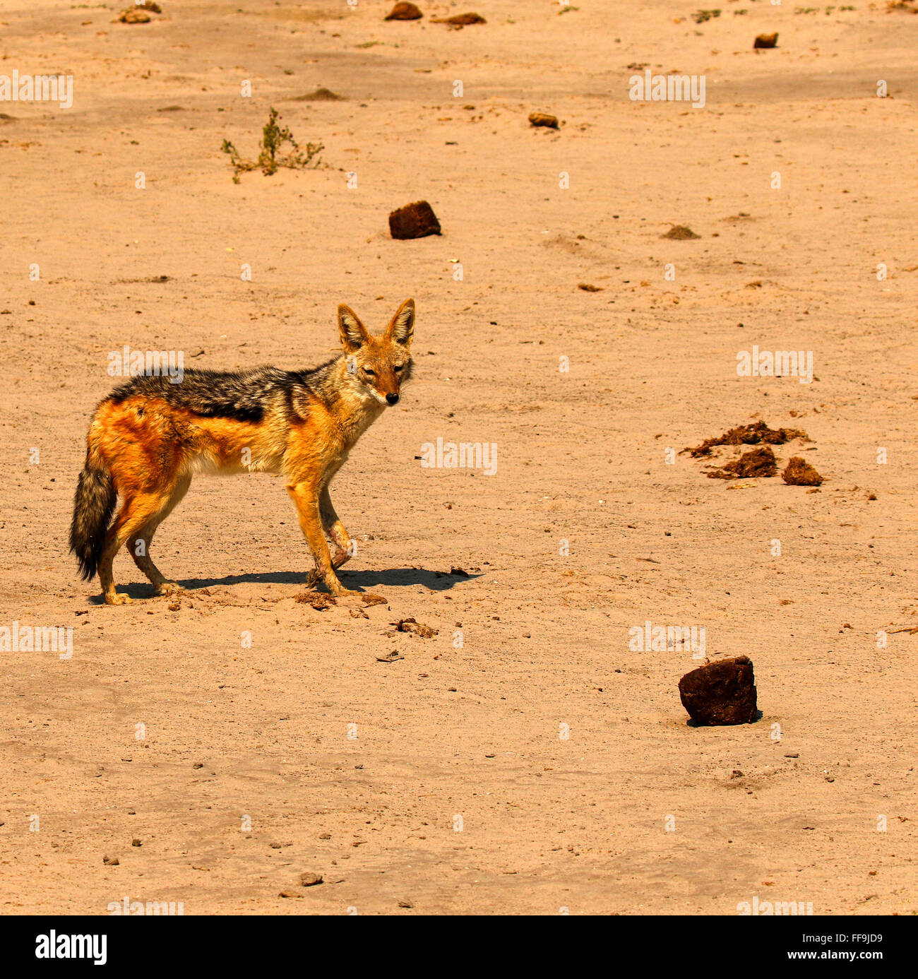 Nero-backed sciacalli sono fox di cane o simili animali selvatici delle pianure africane di scavenging, su nulla & anteriori piccoli roditori Foto Stock