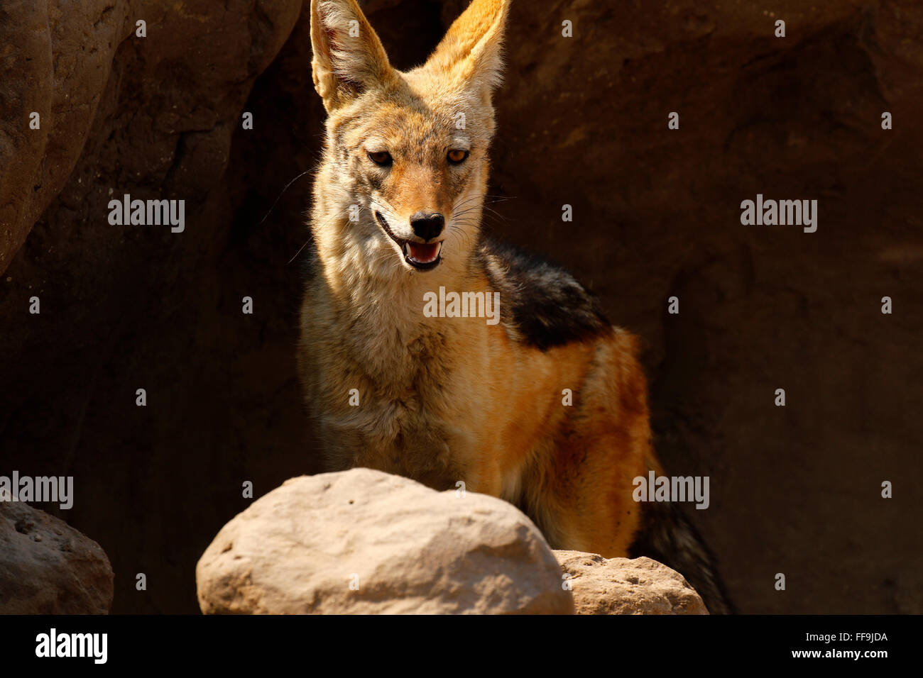 Nero-backed sciacalli sono fox di cane o simili animali selvatici delle pianure africane di scavenging, su nulla & anteriori piccoli roditori Foto Stock