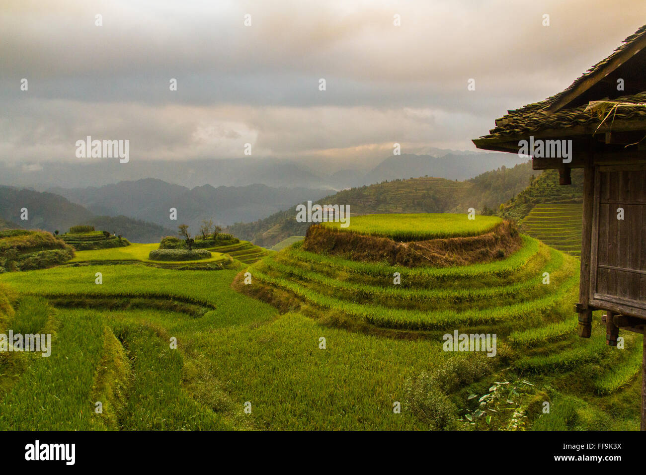 Spina dorsale del drago terrazze di riso. Guilin. Cina Foto Stock