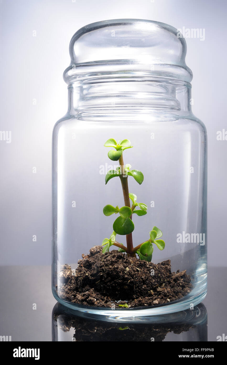 Pianta che rappresenta un micro clima in un pallone Foto Stock