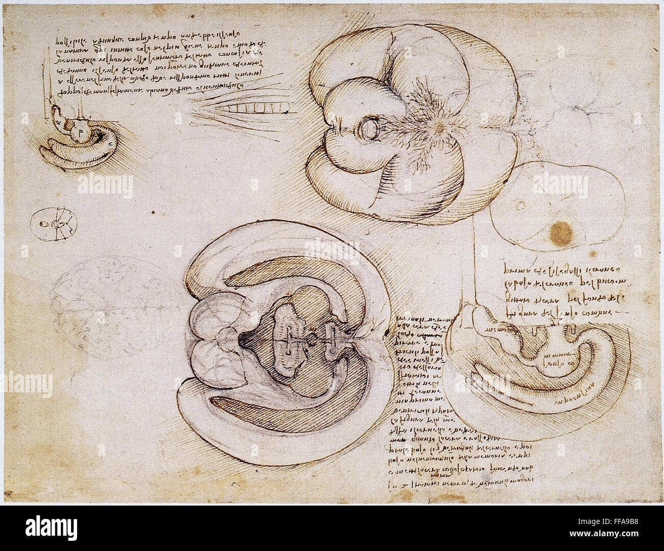 LEONARDO: ventricoli, c1508. /NPen e disegno a inchiostro, c1508, da Leonardo da Vinci degli emisferi cerebrali e dei ventricoli. Foto Stock