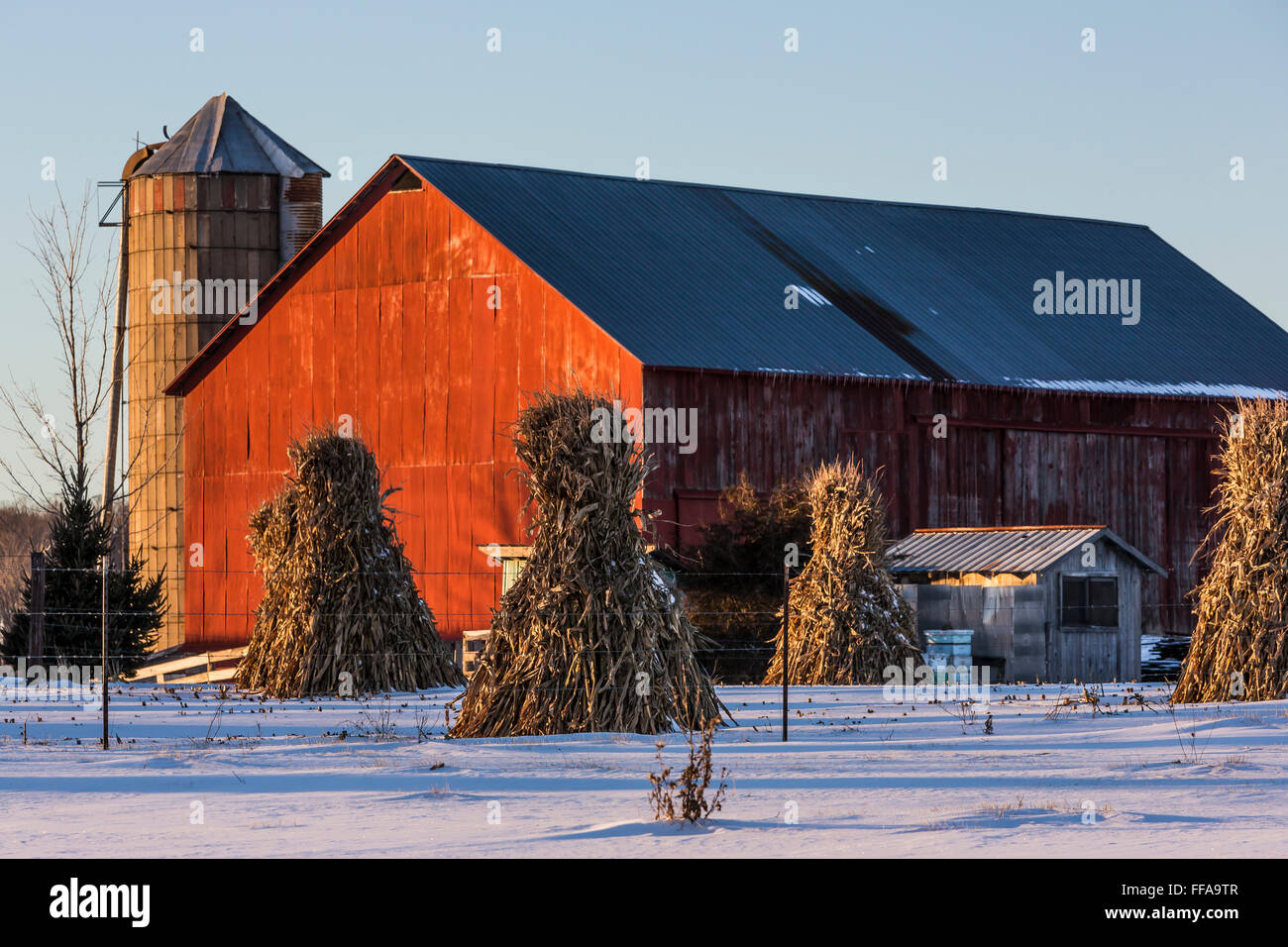 Gli shock di mais in una fattoria Amish in inverno in Michigan centrale nei pressi di Stanwood, STATI UNITI D'AMERICA Foto Stock