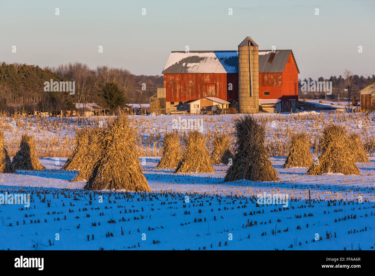 Gli shock di mais in una fattoria Amish in inverno in Michigan centrale nei pressi di Stanwood, STATI UNITI D'AMERICA Foto Stock