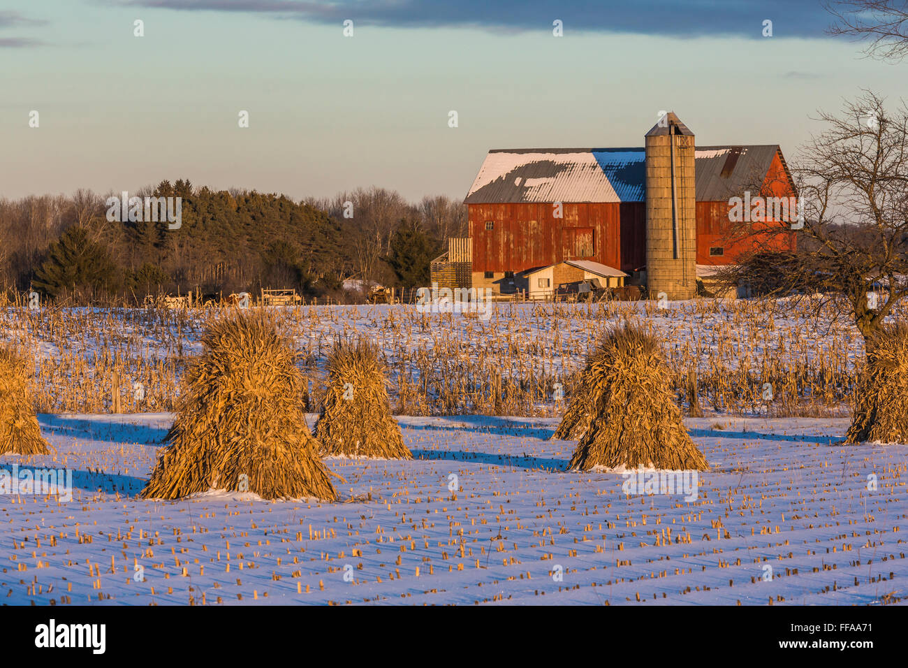 Gli shock di mais in una fattoria Amish in inverno in Michigan centrale nei pressi di Stanwood, STATI UNITI D'AMERICA Foto Stock