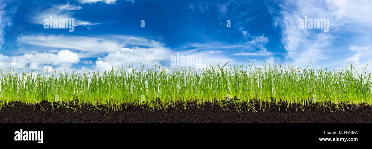 Erba verde con terra di fronte cielo blu Foto Stock