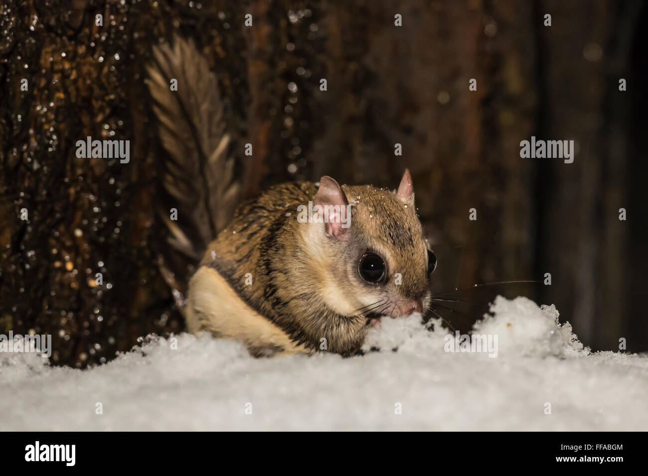 Southern scoiattolo battenti, Glaucomys volans, alimentando sul terreno in una notte invernale nel centro di Michigan, Stati Uniti d'America Foto Stock