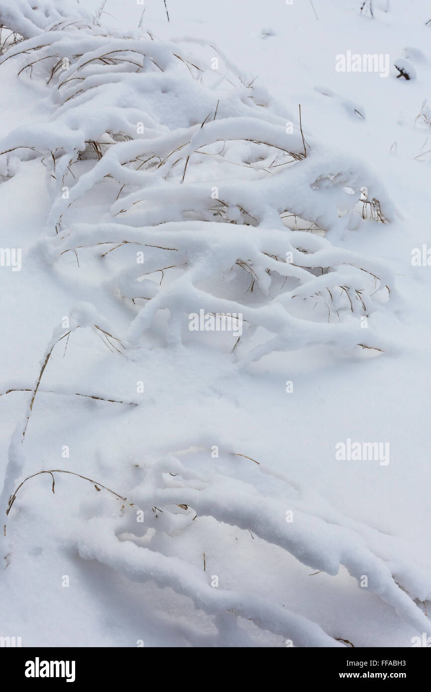 Snow aggrappati a prato di piante in inverno nel centro di Michigan, Stati Uniti d'America Foto Stock