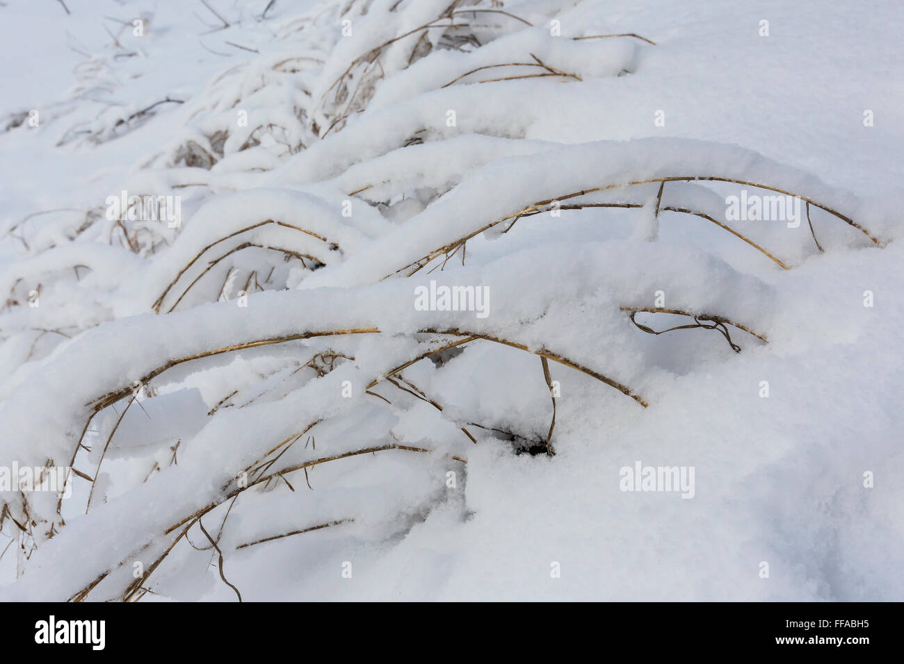Snow aggrappati a prato di piante in inverno nel centro di Michigan, Stati Uniti d'America Foto Stock