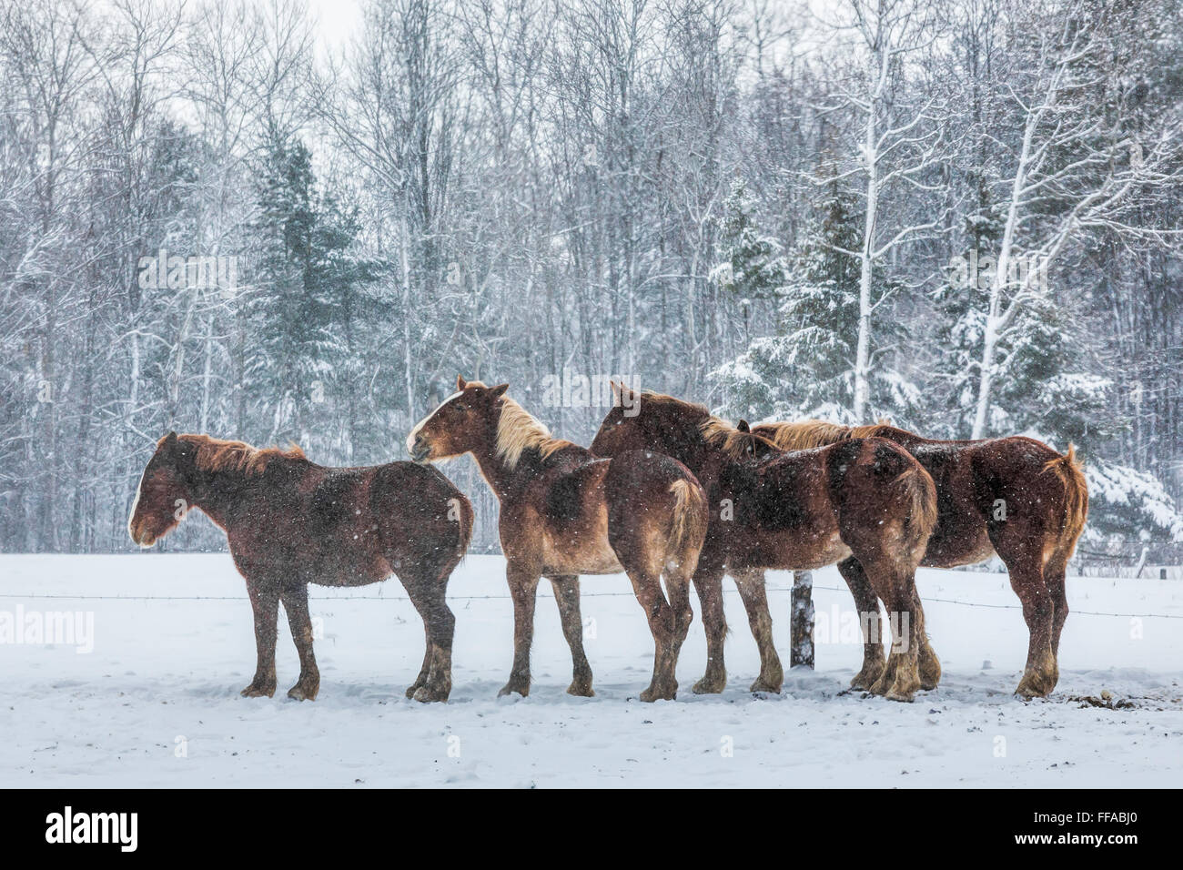 Amish cavalli da lavoro tra posti di lavoro durante un inverno nevoso centrale nel Michigan, Stati Uniti d'America Foto Stock