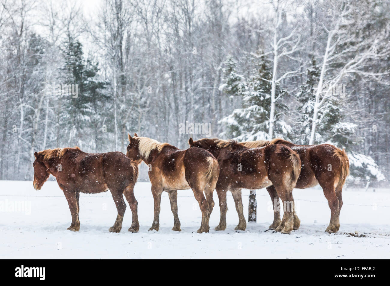 Amish cavalli da lavoro tra posti di lavoro durante un inverno nevoso centrale nel Michigan, Stati Uniti d'America Foto Stock