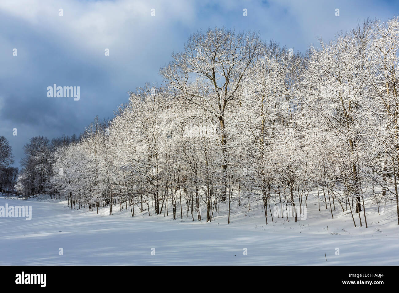 Snow aggrappati ai rami di alberi durante un inverno nevoso centrale nel Michigan, Stati Uniti d'America Foto Stock