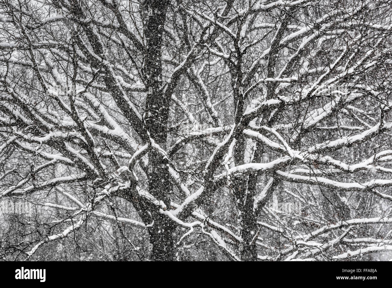 Snow aggrappati ai rami di quercia durante una tempesta di neve nel centro di Michigan, Stati Uniti d'America Foto Stock