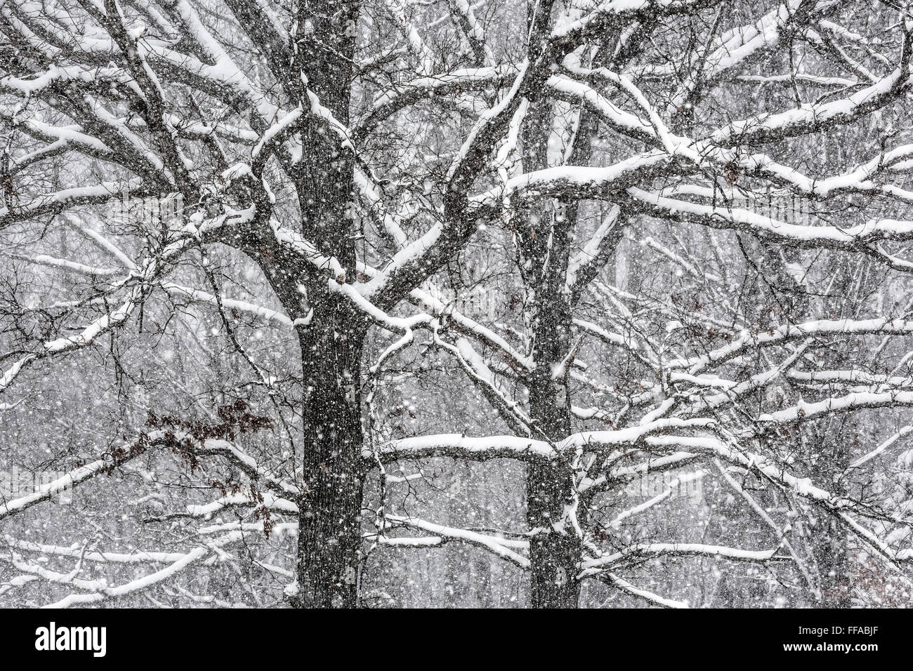 Snow aggrappati ai rami di quercia durante una tempesta di neve nel centro di Michigan, Stati Uniti d'America Foto Stock
