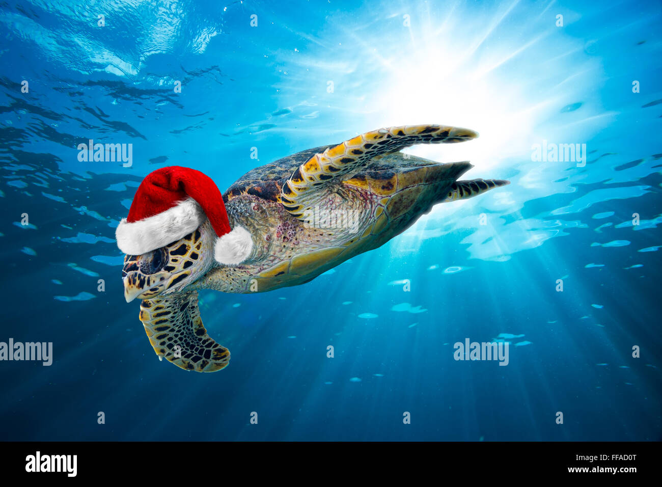 Hawksbill tartaruga di mare con santa hat nell'oceano Foto Stock