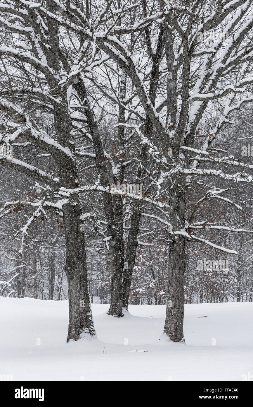 Snow aggrappati alla quercia rami durante una tempesta di neve nel centro di Michigan, Stati Uniti d'America Foto Stock