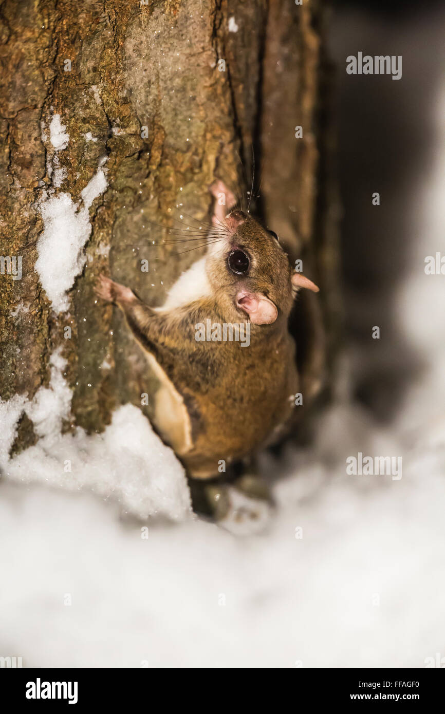 Southern scoiattolo battenti, Glaucomys volans, alimentazione a terra a notte nel centro di Michigan, Stati Uniti d'America Foto Stock