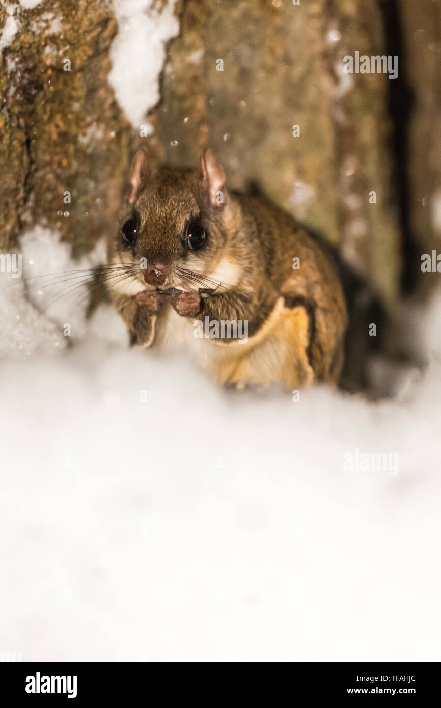 Southern scoiattolo battenti, Glaucomys volans, alimentazione a terra a notte nel centro di Michigan, Stati Uniti d'America Foto Stock