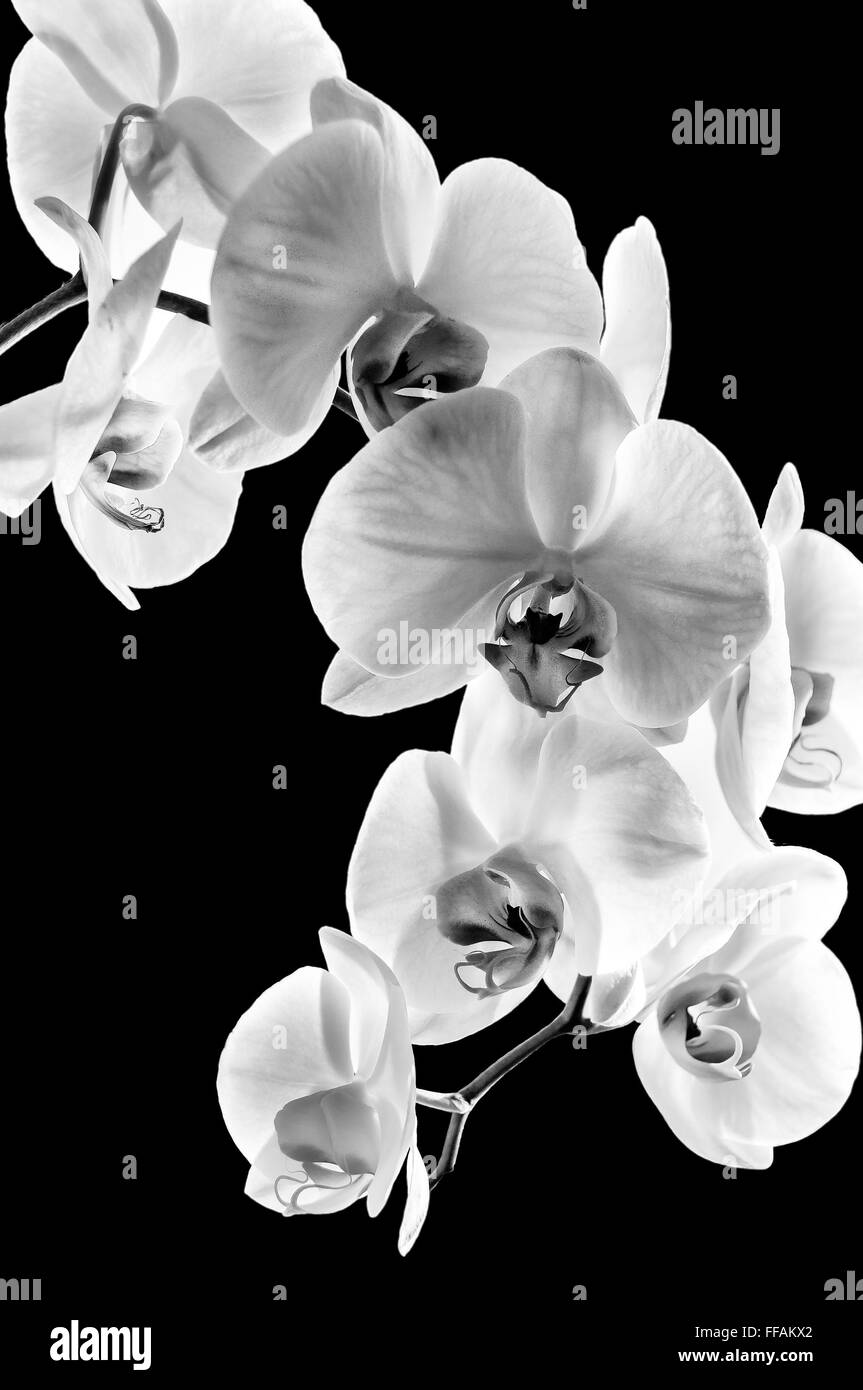Phalaenopsis orchid su un isolato su sfondo nero Foto Stock
