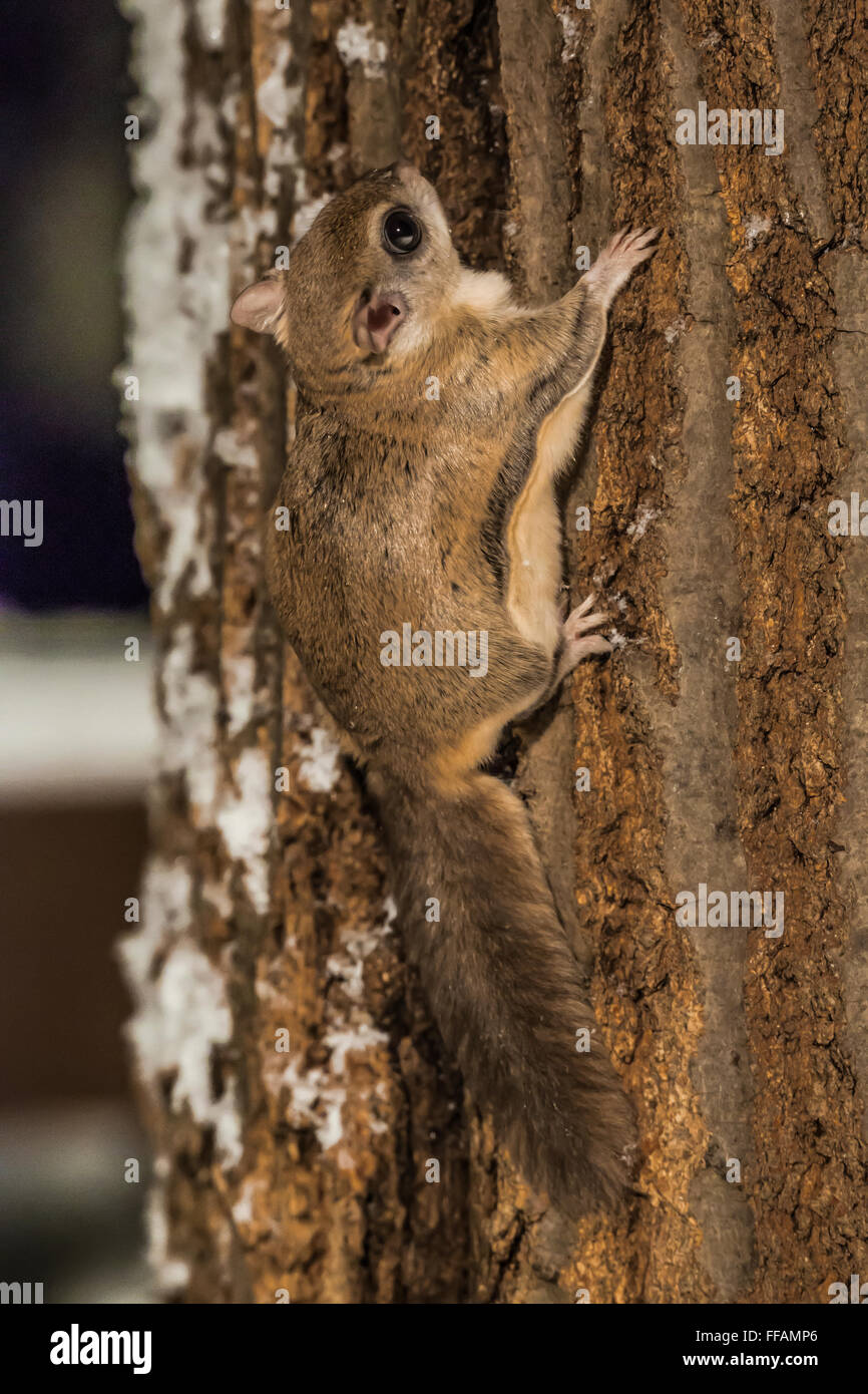 Southern scoiattolo battenti, Glaucomys volans, aka Assapan, aggrappandosi ad una quercia di notte, central Michigan, Stati Uniti d'America Foto Stock