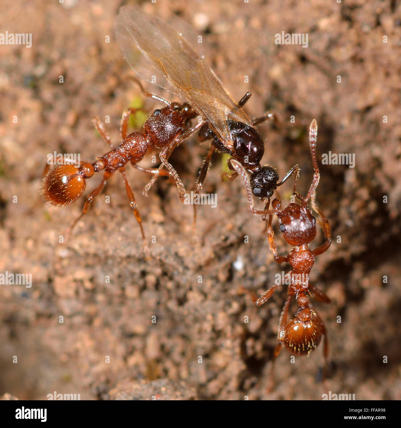Rosso e nero combattere formiche. Comuni della red ant (Myrmica rubra) lavoratori attaccando nero garden ant (Lasius niger) maschio alato Foto Stock