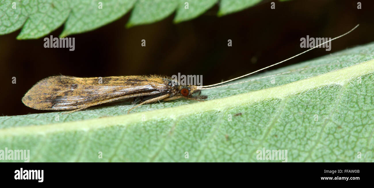 Mystacides longicornis caddisfly. Un segno distintivo di caddisfly nell'ordine tricotteri e famiglia Leptoceridae Foto Stock