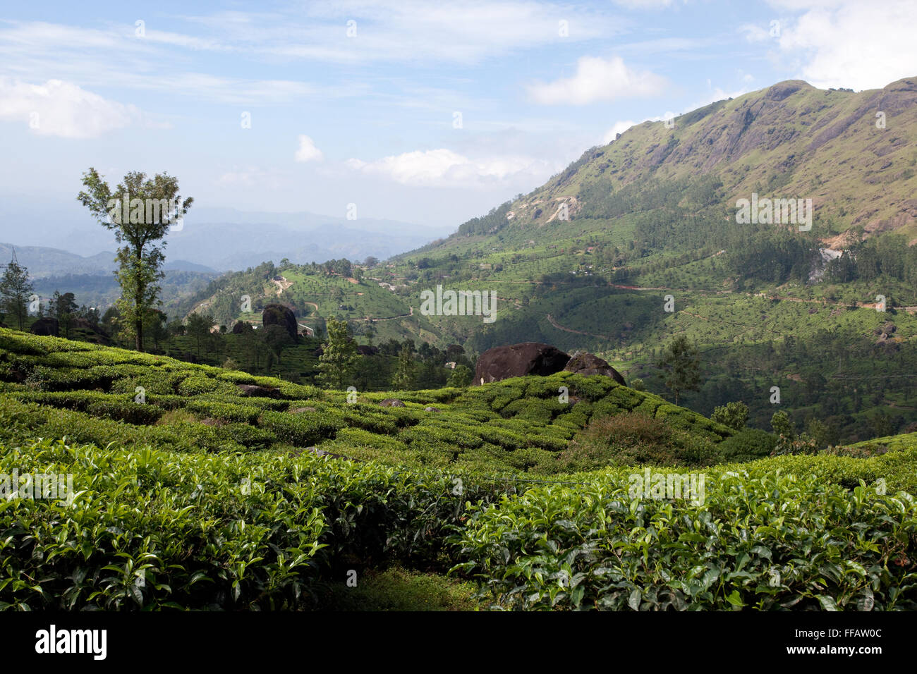 La piantagione di tè in Kerala Foto Stock