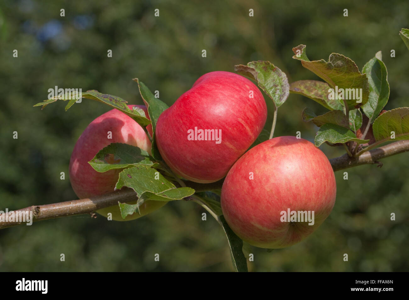 Mele varietà " Bardsey'. Di medie dimensioni mangiare apple. Riscoperto tree 1998, crescendo contro la casa sulla isola di quel nome, GALLES Foto Stock