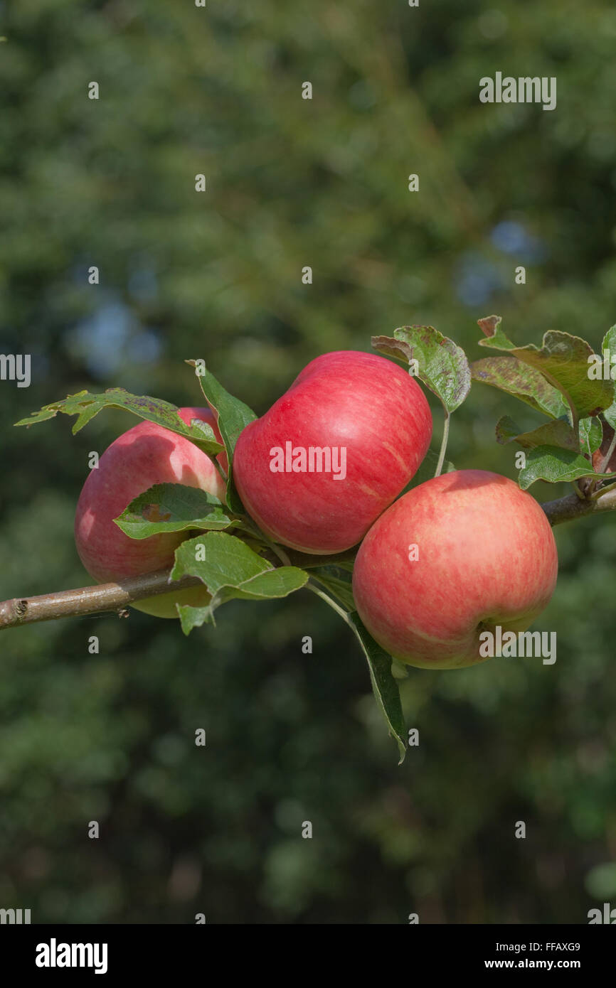 Mele varietà " Bardsey'. Di medie dimensioni mangiare apple. Riscoperto tree 1998, crescendo contro la casa sulla isola di quel nome, GALLES Foto Stock