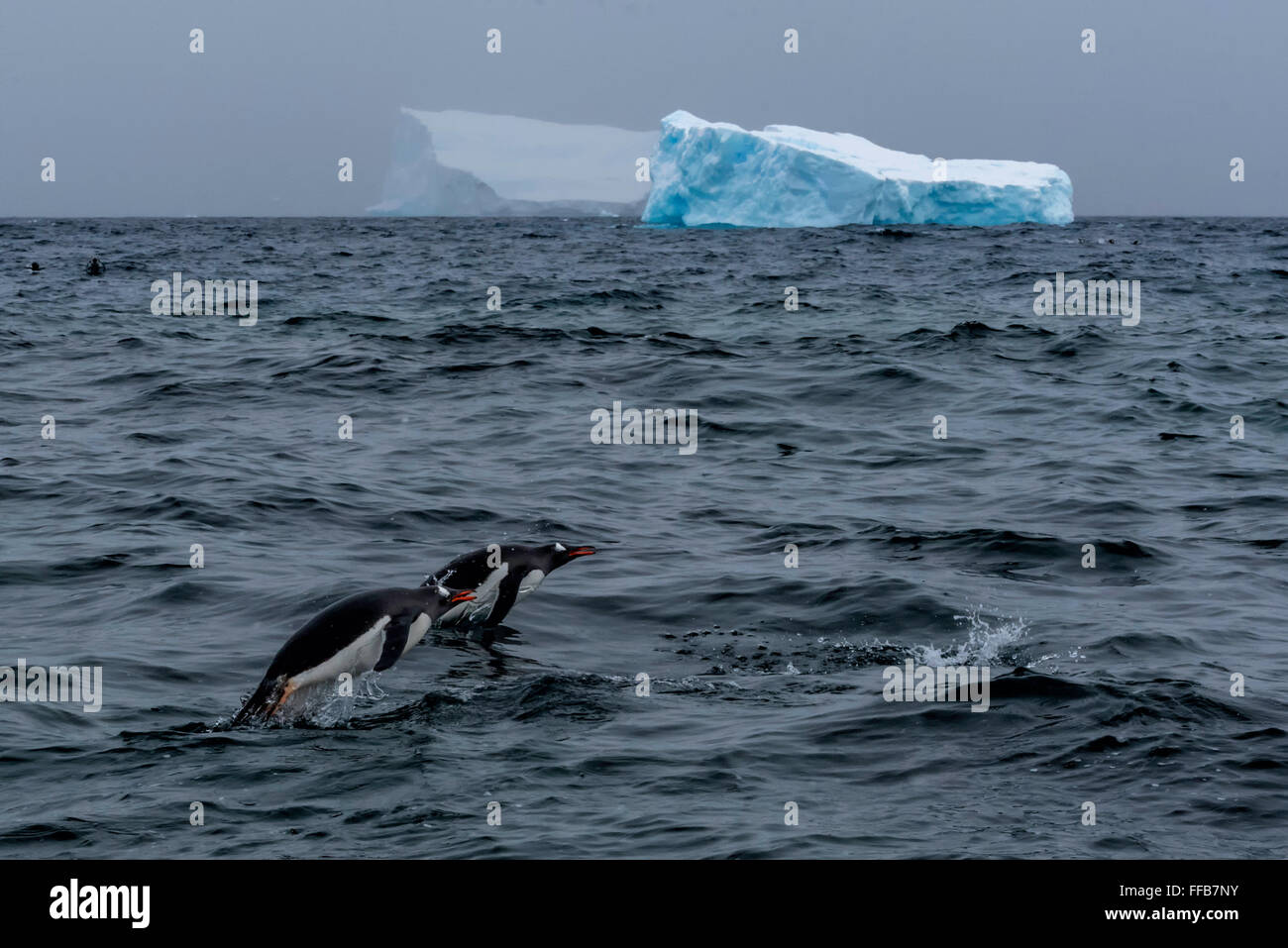 I pinguini Gentoo e Iceberg in Antartide Foto Stock