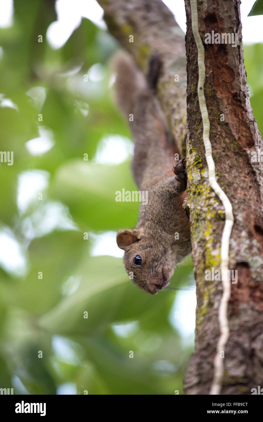 La Pallas o scoiattolo rosso-scoiattolo panciuto ( Callosciurus erythraeus ) Foto Stock