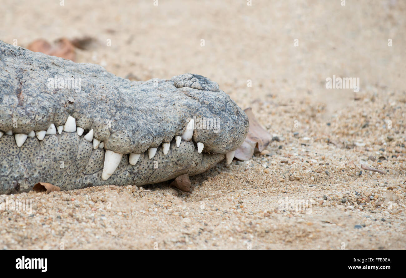 In prossimità della bocca di coccodrillo Foto Stock