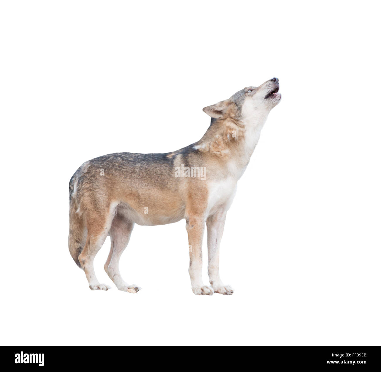 Gray Wolf urlando isolati su sfondo bianco Foto Stock