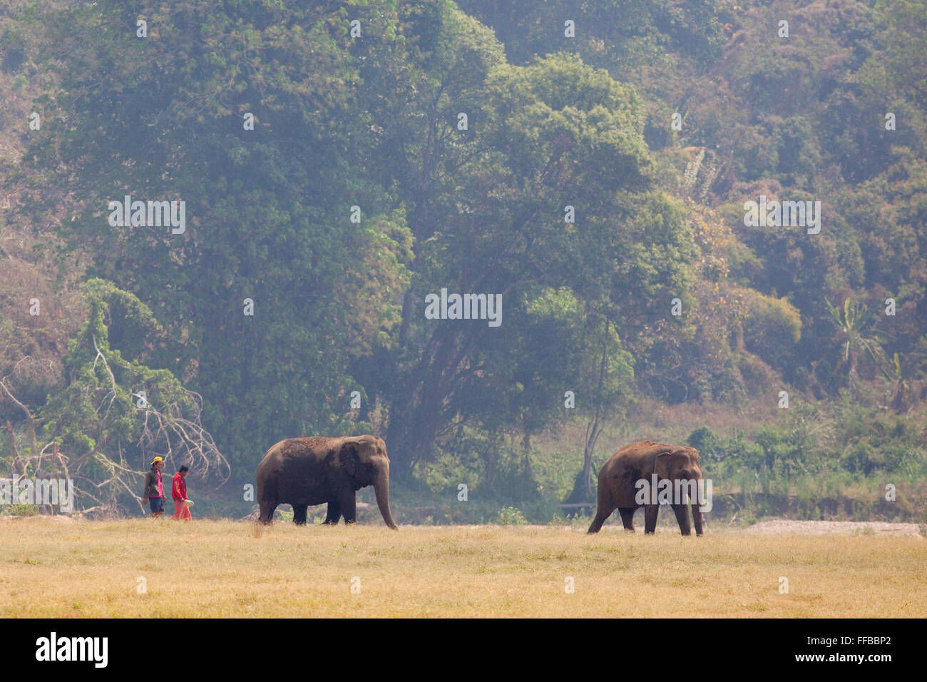 Due mahouts camminano con elefanti salvati in un santuario di elefanti vicino Chiang mai Foto Stock