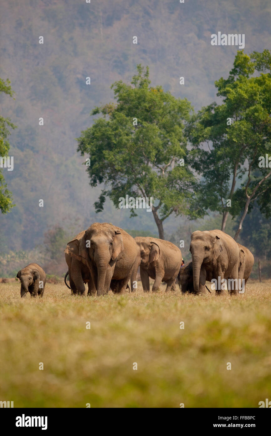 Gruppo di elefanti asiatici al centro di salvataggio Foto Stock