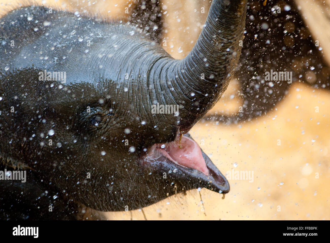 Felice giovane elefante spruzzi d'acqua, fotografati con un centro di salvataggio Foto Stock