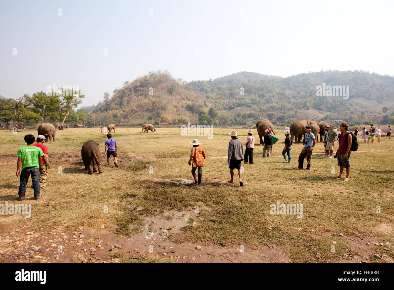 Gli elefanti di lavaggio a Elephant Nature Park Foto Stock