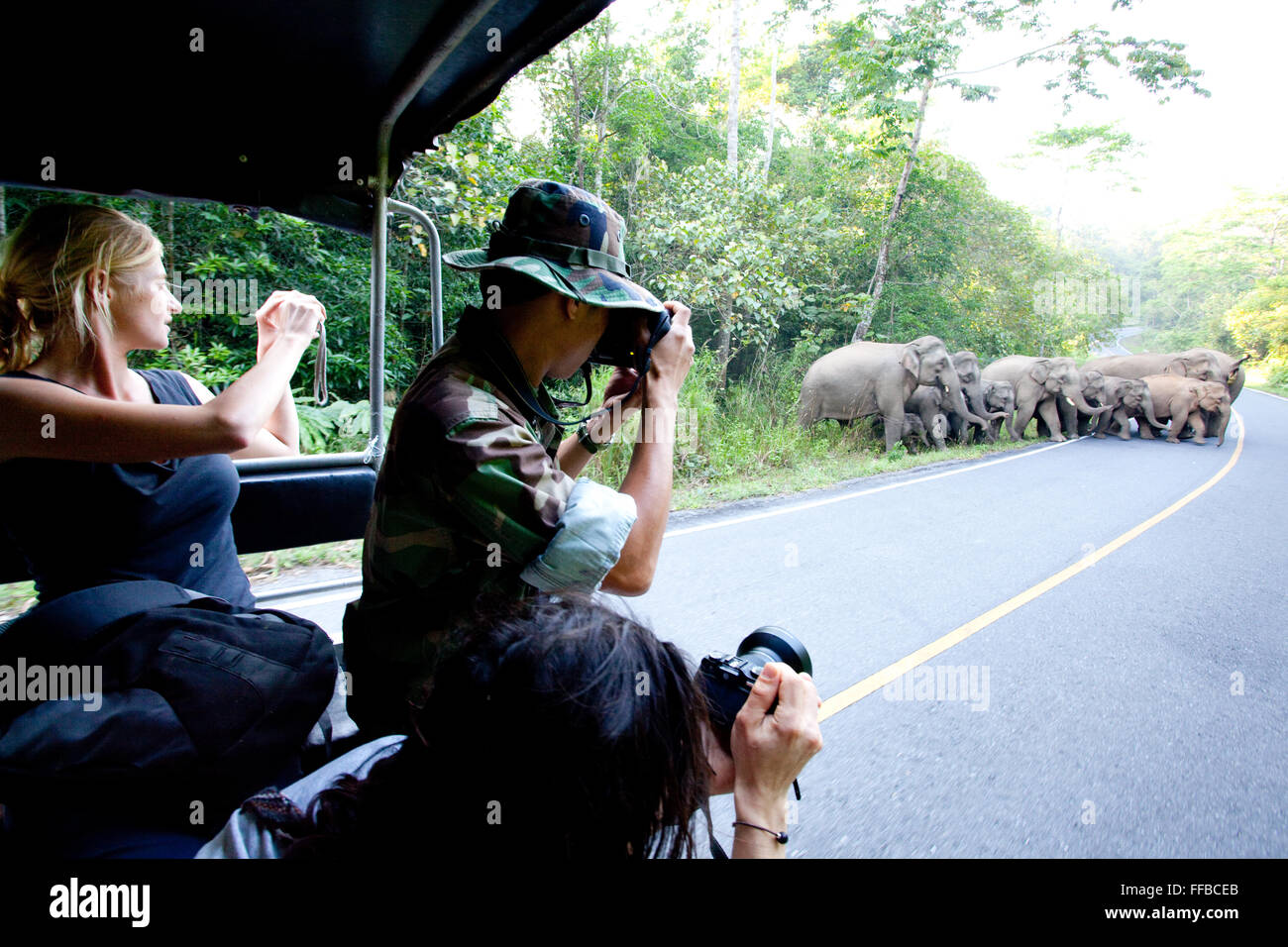 Fotografare elefanti nel Parco Nazionale di Khao Yai Foto Stock
