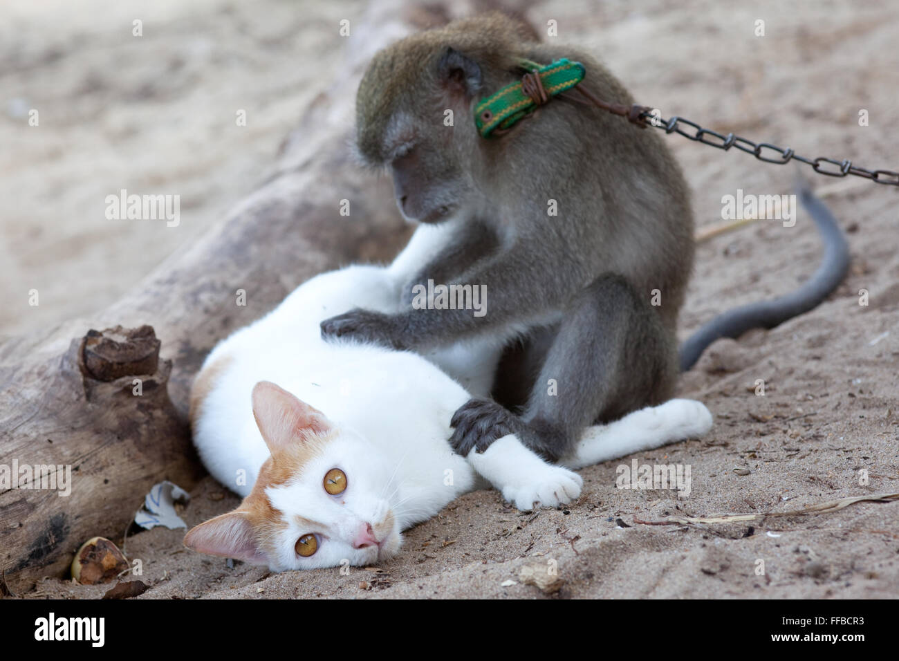 Soldi sposi un gatto su una spiaggia sull Isola di Tioman Foto Stock