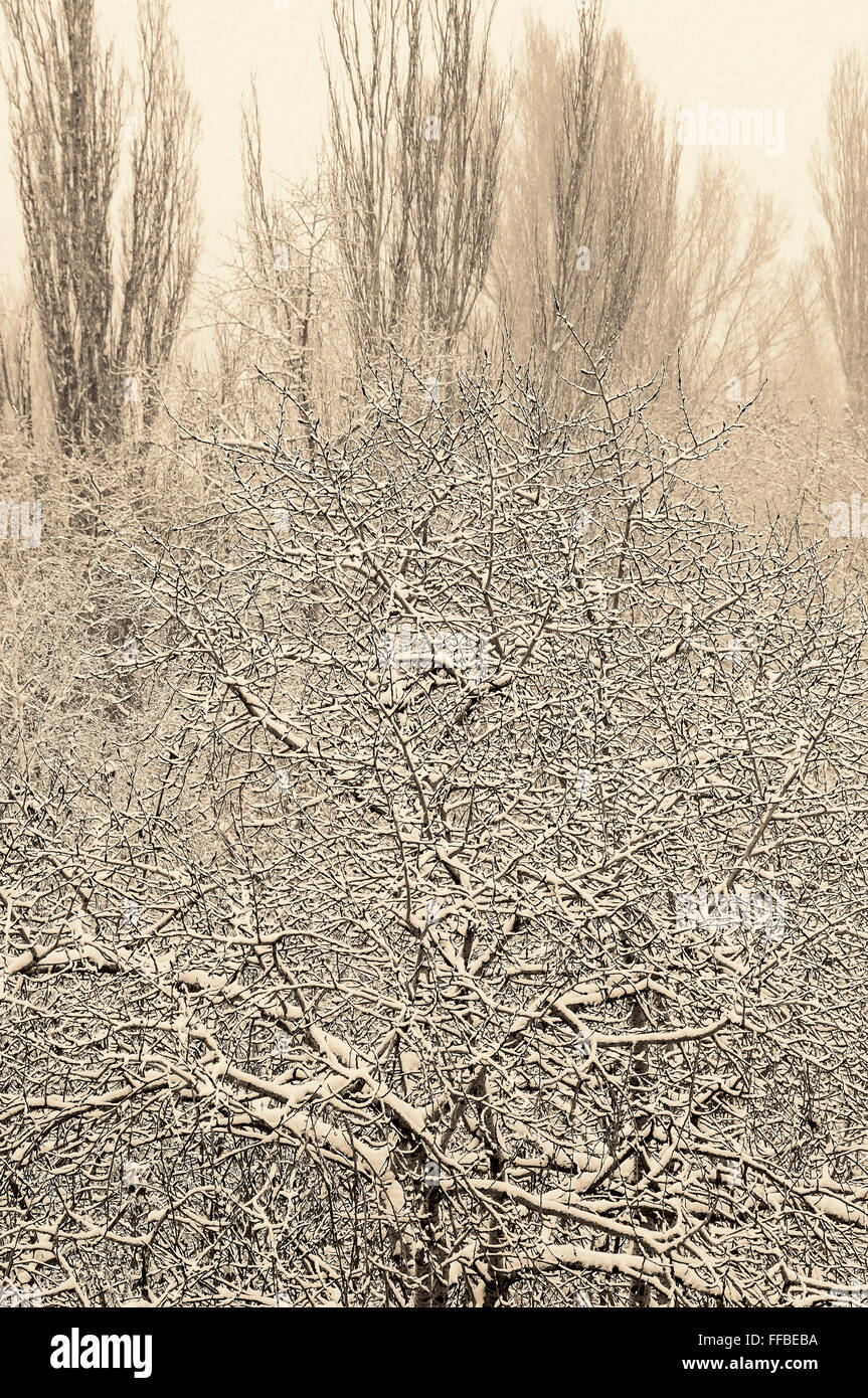Paesaggio di inverno alberi coperti di neve e gelo trasformata per forte gradiente, vintage foto oscurata Foto Stock