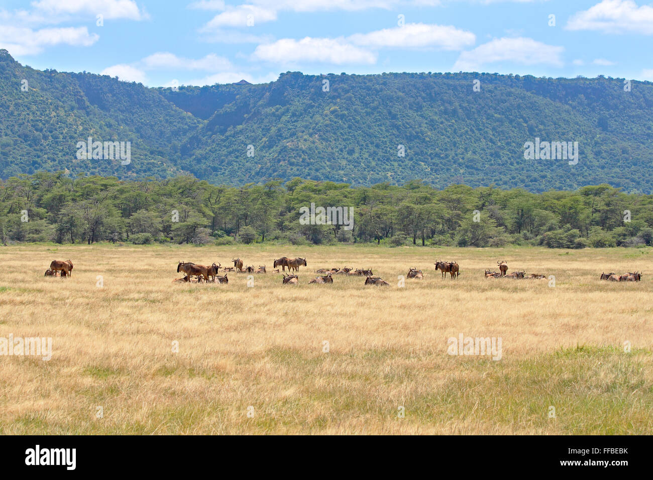 Una mandria di blu wildebeests, Connochaetes taurinus, vicino al bordo del Ngorongoro Conservation Area, Tanzania Foto Stock