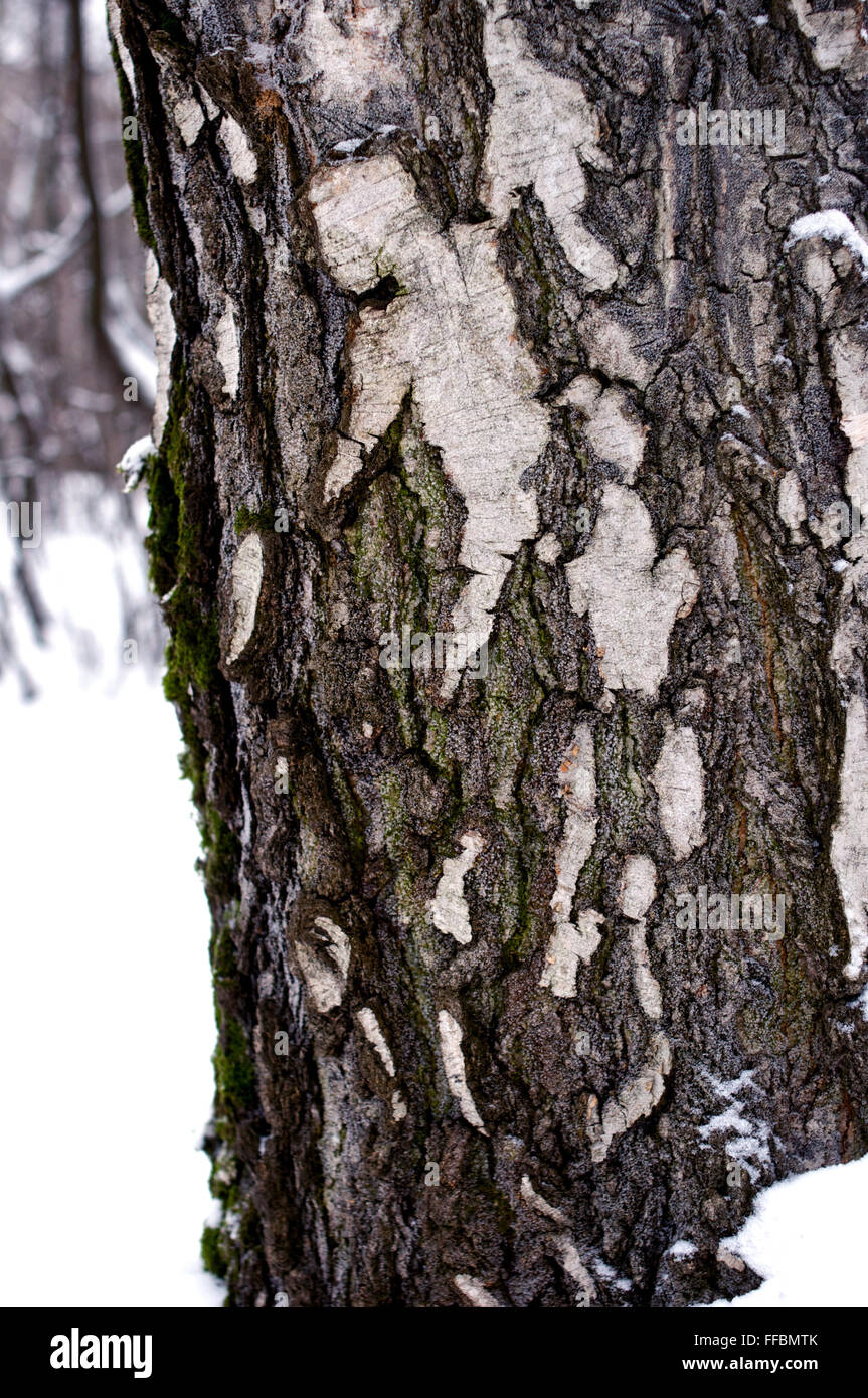 Corteccia di betulla close-up di neve in inverno Foto Stock